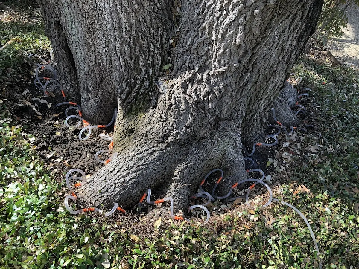 Detailed Tree Cabling and Bracing job site in Bell City