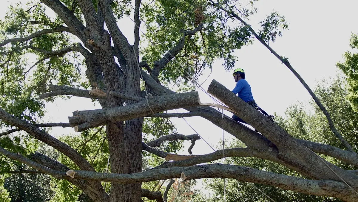 Professional Hazardous Tree Removal performed by certified arborists in Bell City