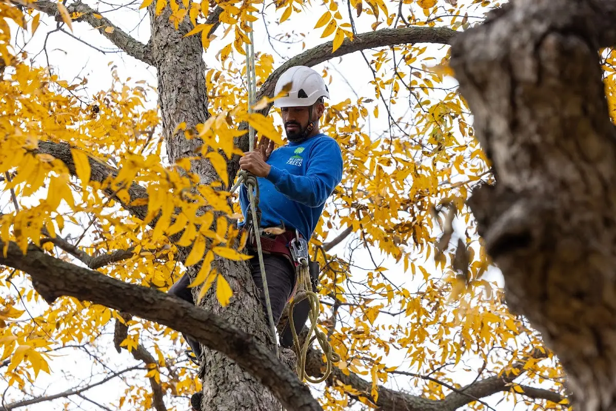 Skilled Tree Pruning crew working in Bell City